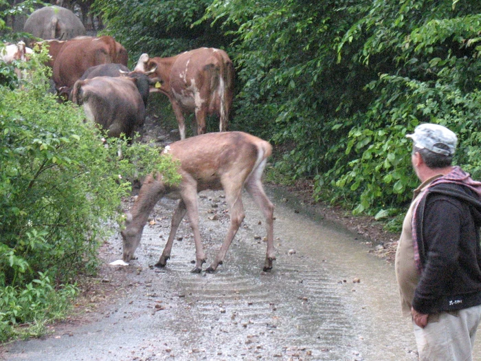 Animăluţul însoţeşte vitele peste totFoto: E.G.