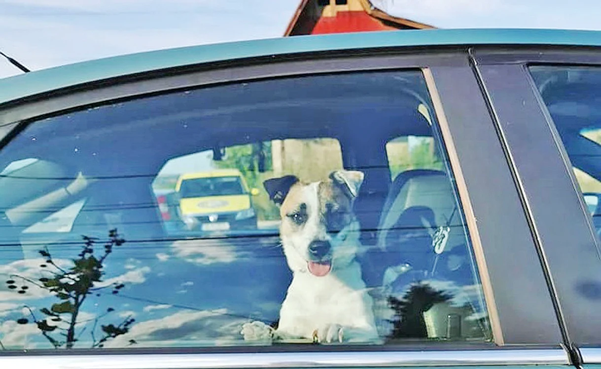 
    Micuţul are privilegiul  să stea lângă şofer  