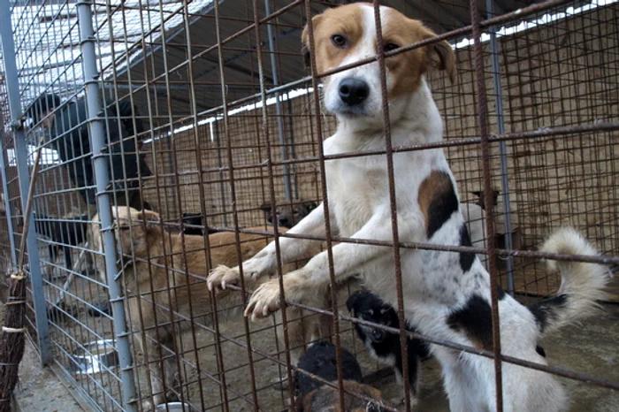 Maidanezii din Capitală îşi găsesc adăpost în oraşul Mihăileşti