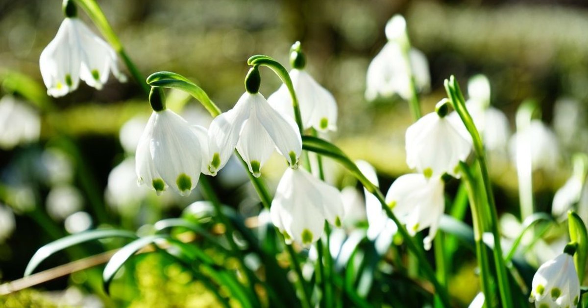 Prognoza meteo joi, 6 martie. Temperaturi neobișnuite pentru această perioadă a anului