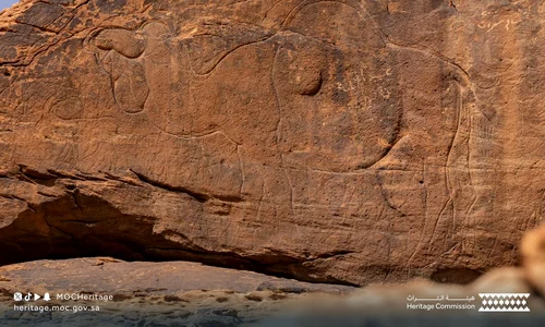 Gravuri reprezentând animale în mărime naturală, vechi de 12.000 de ani, descoperite în Arabia Saudită (© Heritage Commission)