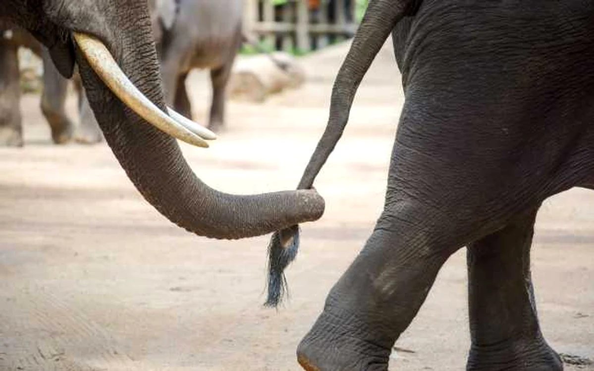 elefant
