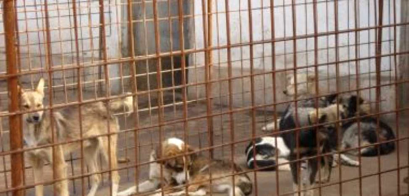 Iaşi: Noul padoc cu 4.000 de locuri va fi executat în trei luni