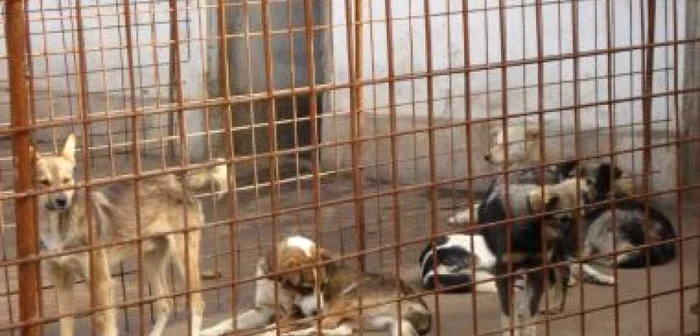 Iaşi: Noul padoc cu 4.000 de locuri va fi executat în trei luni