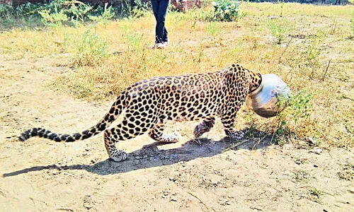 leopard 0 jpeg