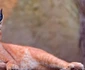 Caracal  jpeg