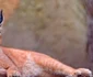 Caracal  jpeg