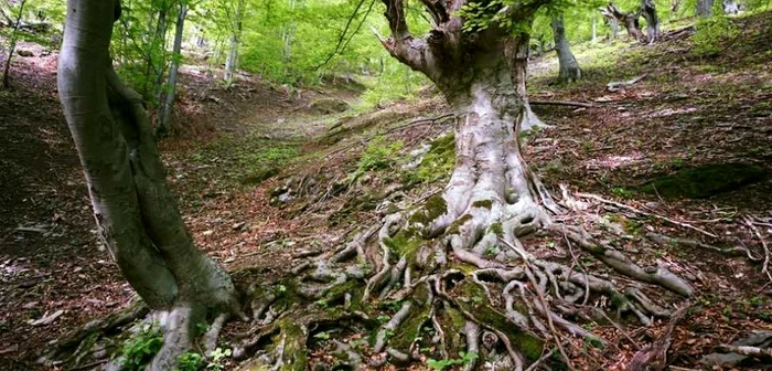 Pădurea seculară din Parcul Naţional Domogled-Valea Cernei ajunge pe mâna drujbistilor FOTO AGENT GREEN