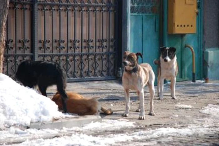 Maidanezii au pus stăpânire pe fiecare cartier în parte, foto Ciprian Dragomir