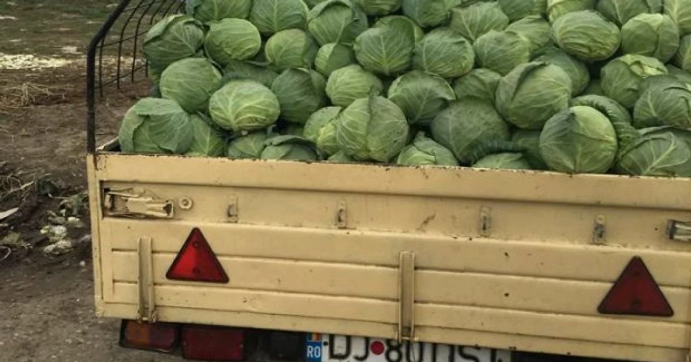 Varza de Moţăţei este cea mai renumită din toată ţara