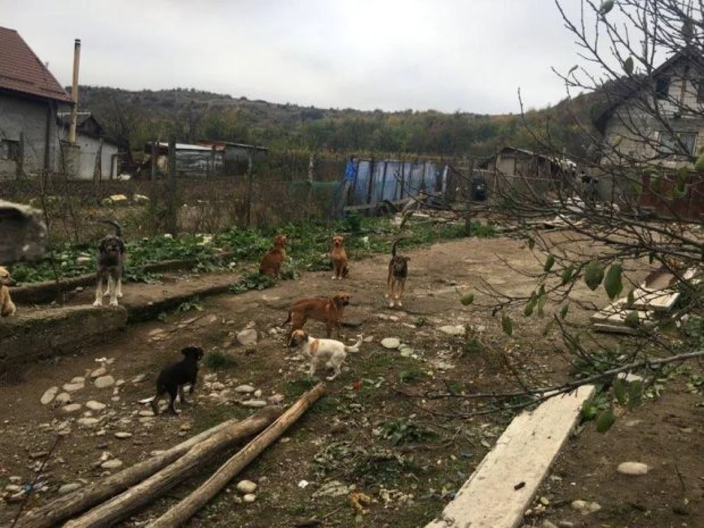 Zeci de câini trăiesc în condiţii inumane