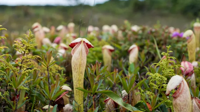 Plante din specia Nepenthes. Foto: Shutterstock
