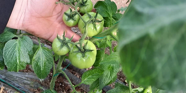 tomate vizita in teren   foto fb DAJ Olt jpg