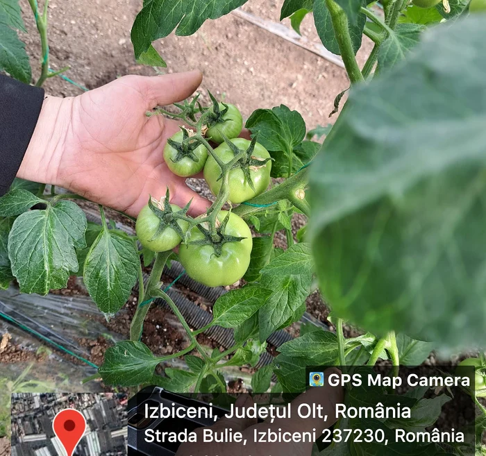 Peste 7.000 producători din Olt s-au înscris în programul Tomata în 2023 FOTO: FB/DAJ Olt