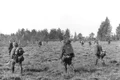 batalie oarba mures jpg