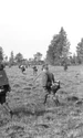 batalie oarba mures jpg