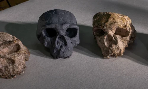 De la stânga la dreapta: craniul Yunxian 1, o reconstrucție a craniului Yunxian 2, craniul Yunxian 2 (© Mr. Guanghui Zhao / Natural History Museum)