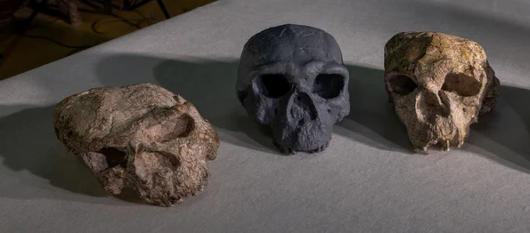 De la stânga la dreapta: craniul Yunxian 1, o reconstrucție a craniului Yunxian 2, craniul Yunxian 2 (© Mr. Guanghui Zhao / Natural History Museum)