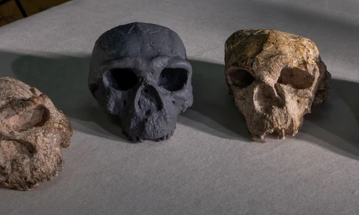 De la stânga la dreapta: craniul Yunxian 1, o reconstrucție a craniului Yunxian 2, craniul Yunxian 2 (© Mr. Guanghui Zhao / Natural History Museum)