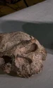 De la stânga la dreapta: craniul Yunxian 1, o reconstrucție a craniului Yunxian 2, craniul Yunxian 2 (© Mr. Guanghui Zhao / Natural History Museum)