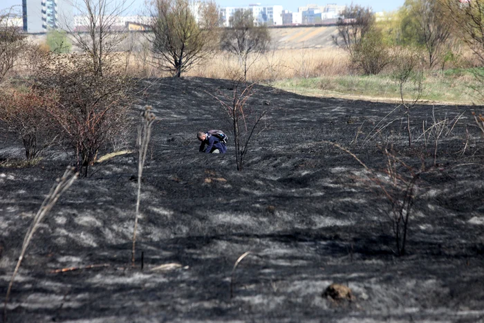 Biologul Vlad Cioflec a cercetat locul incendiului. Foto: Sever Gheorghe