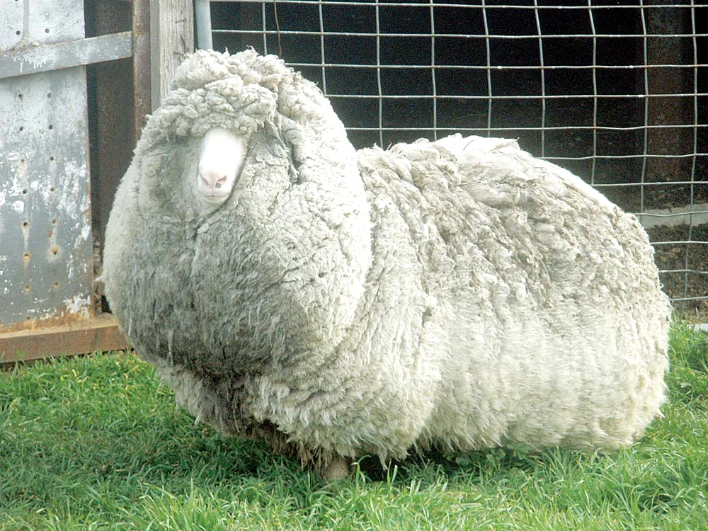 
    Simpatica Shaun, o oiţă de şase ani din Tasmania, AustraliaFoto: Photoland/WENN  
