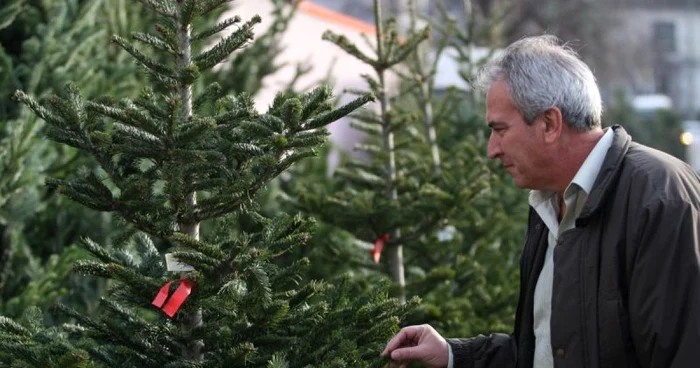 Brazii vor putea fi cumpăraţi la preţuirle de anul trecut, foto: ADS