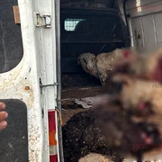 O haită de câini maidanezi a atacat, în noaptea de duminică spre luni, o turmă de oi în Vaslui foto Vremea Nouă
