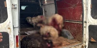 O haită de câini maidanezi a atacat, în noaptea de duminică spre luni, o turmă de oi în Vaslui foto Vremea Nouă