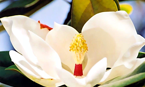 1 62376 original jpg jpeg