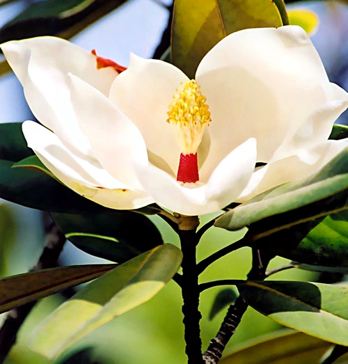 1 62376 original jpg jpeg