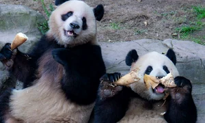 ursi panda bambus profimedia jpg