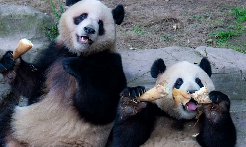 ursi panda bambus profimedia jpg
