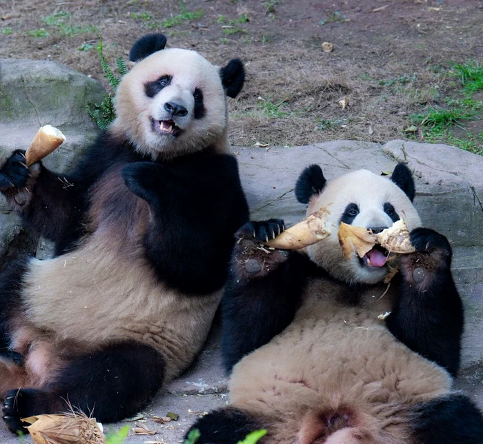Frații panda Xing Xing și Chen Chen mâncând bambus