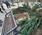 Arbori tăiați peste noapte în Deva Foto Primăria Deva (2) jpg