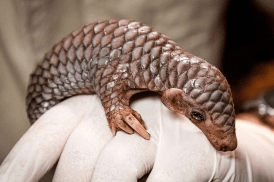 Grădina zoologică din Praga anunță nașterea unui pui de pangolin chinezesc, specie periclitată