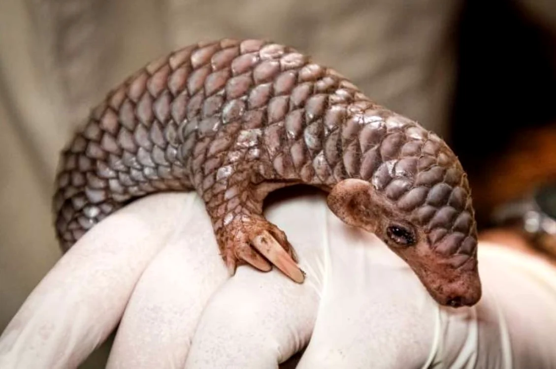 Pangolin chinezesc