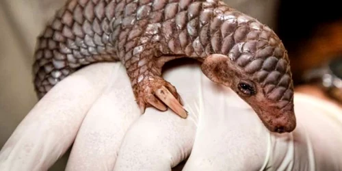 Pui de pangolin chinezesc  Foto Grădina zoologică din Praga jpg