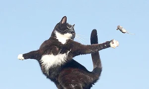miau jpeg