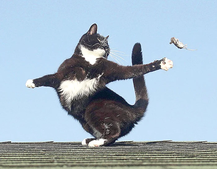 Motanul Mouse exersează de zor cu micuţul Jack