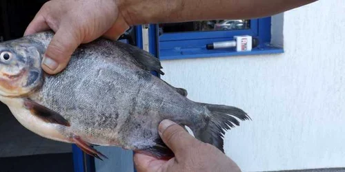 Peste periculos pacu prins in apele Dunarii la Turnu Severin FOTO Alexandra Georgescu 