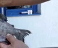 Peste periculos pacu prins in apele Dunarii la Turnu Severin FOTO Alexandra Georgescu