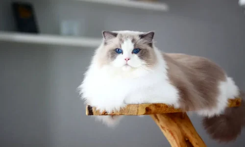 SEIERØ`S HIGH VOLTAGE jpg