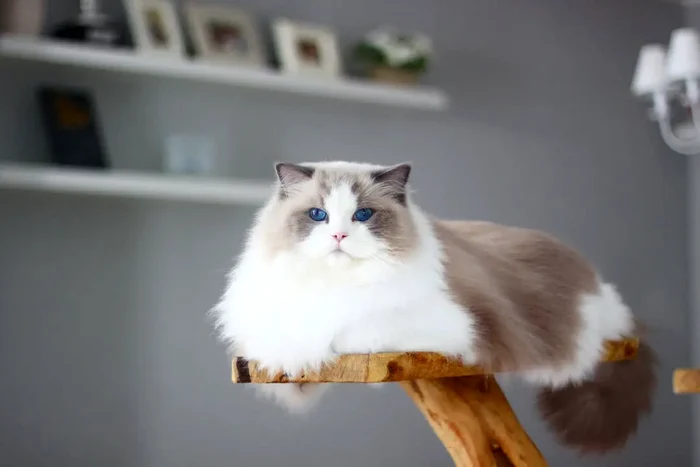 SEIERØ`S HIGH VOLTAGE jpg