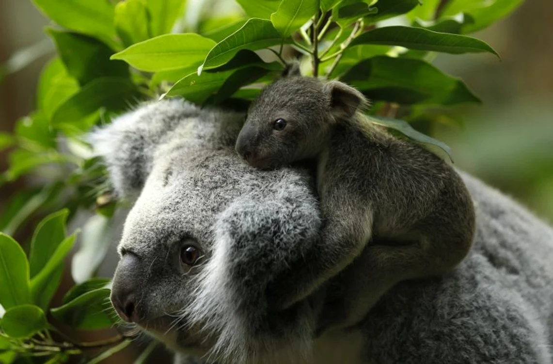 Koala (foto: reuters)