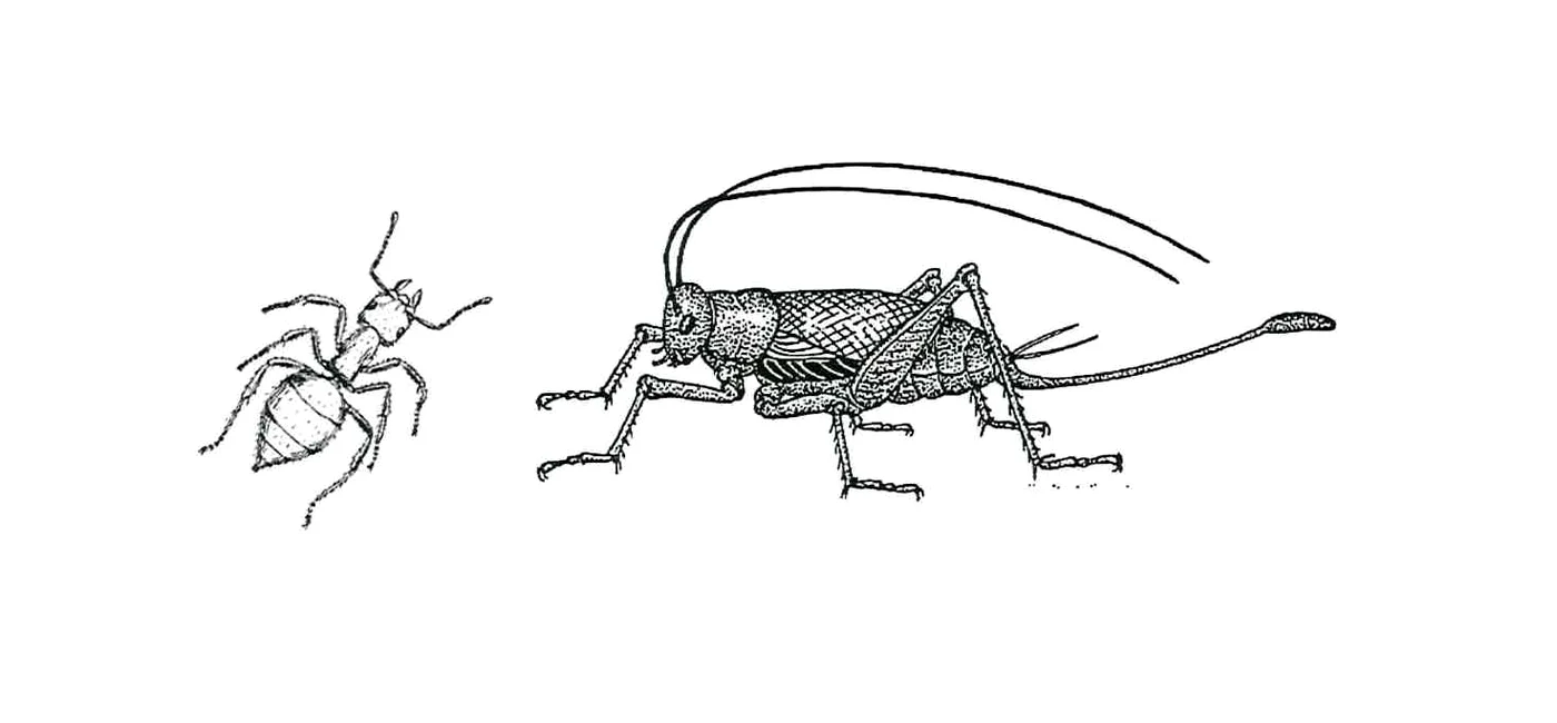 Ce ne spun entomologii jpeg