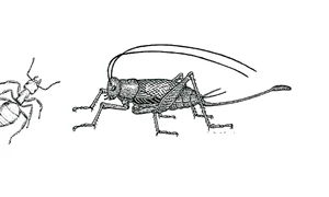 Ce ne spun entomologii jpeg