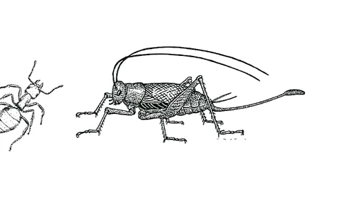 Ce ne spun entomologii jpeg