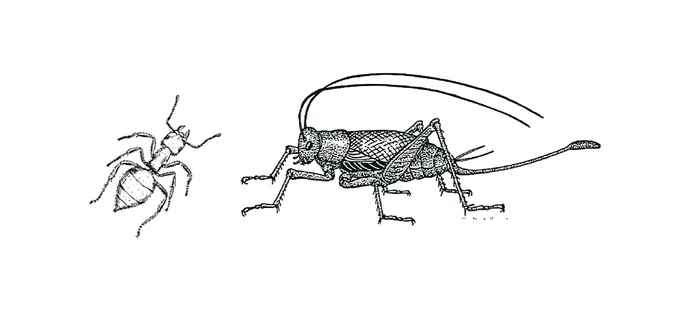 Ce ne spun entomologii jpeg