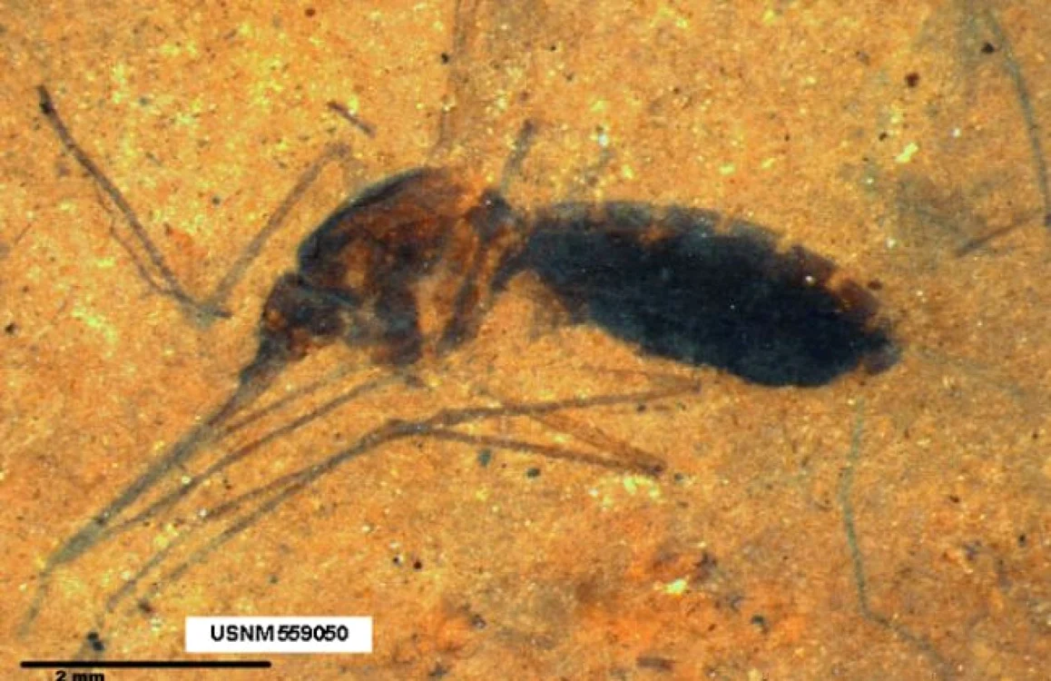 Ţânţarul preistoric care aduce aminte de experimentul din Jurassic Park.